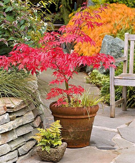 japanese maple varieties for containers